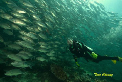 My Buddy with school of Jack @ Sipadan by Taco Cheung 